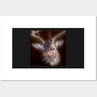 Deer Stag Posters and Art